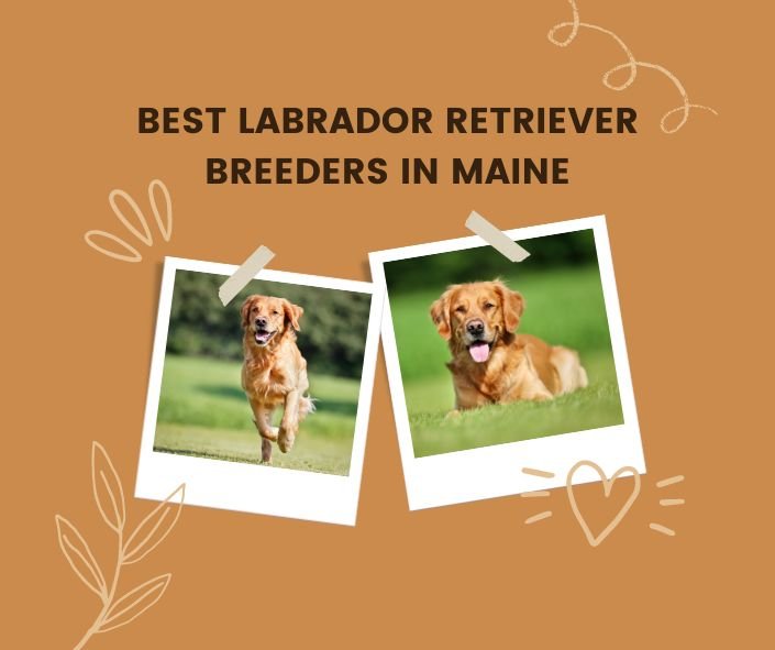 Best Labrador Retriever Breeders In Maine