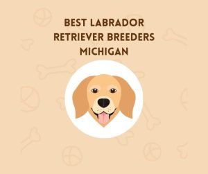 Best Labrador Retriever Breeders Michigan